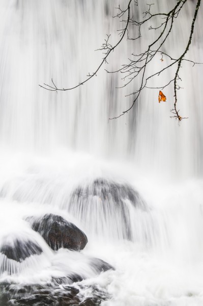 A Leaf and A Lure