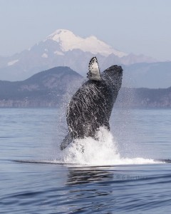 Humpback Breach.Mt Baker.72dpi.K'sBlog.GB.5642